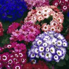 50 Pcs Mixed 9 Colors Florist's Cineraria Seeds