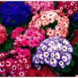 50 Pcs Mixed 9 Colors Florist's Cineraria Seeds