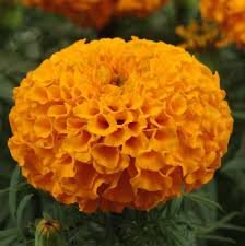 100 Pcs Tagetes erecta Purple Orange White Red Bonsai Flowers