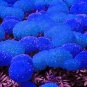 100 Pcs Tagetes erecta Purple Orange White Red Bonsai Flowers