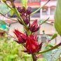 20 Pcs Chinese Hibiscus sabdariffa Roselle Herbal Bonsai