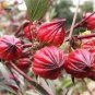 20 Pcs Chinese Hibiscus sabdariffa Roselle Herbal Bonsai