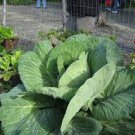 150 Pcs Rare Giant Russian Cabbage Healing Medicinal Vitamin Seed