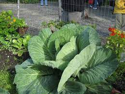 150 Pcs Rare Giant Russian Cabbage Healing Medicinal Vitamin Seed