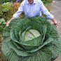 150 Pcs Rare Giant Russian Cabbage Healing Medicinal Vitamin Seed