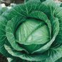 150 Pcs Rare Giant Russian Cabbage Healing Medicinal Vitamin Seed