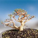 35 Pcs Hybrid F1 Orange White Florist's Cineraria Bonsai