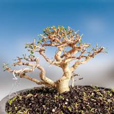 35 Pcs Hybrid F1 Orange White Florist's Cineraria Bonsai