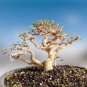 35 Pcs Hybrid F1 Orange White Florist's Cineraria Bonsai