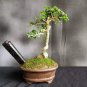 35 Pcs Hybrid F1 Orange White Florist's Cineraria Bonsai