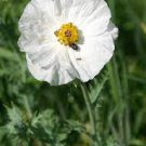 100 Pcs Rare Beautiful White Poppy Flowers with little red spots