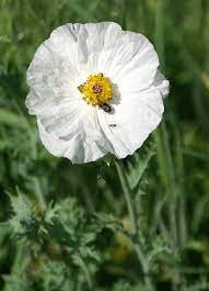 100 Pcs Rare Beautiful White Poppy Flowers with little red spots