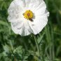 100 Pcs Rare Beautiful White Poppy Flowers with little red spots