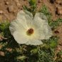 100 Pcs Rare Beautiful White Poppy Flowers with little red spots