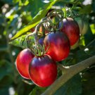 200 Pcs Big Black Tomato F1 Seeds 200 Pcs Big Black Tomato F1 Seeds