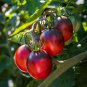 200 Pcs Big Black Tomato F1 Seeds