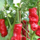 30 Pcs Peter Pepper Hot Sexy Chili Garden Heirloom True Seeds 30 Pcs Peter Pepper Hot Sexy Chili Garden Heirloom True Seeds