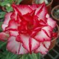 2 Pcs Rose Pink and Yellow Bicolor Desert Rose Seeds Double Flowers Adenium