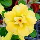 1 Pcs Desert Rose Seed - Fully Yellow Single Flowers
