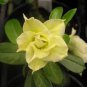 1 Pcs Desert Rose Seed - Fully Yellow Single Flowers