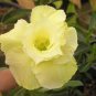 1 Pcs Desert Rose Seed - Fully Yellow Single Flowers
