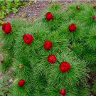 10 Pcs Peony Double Flowering Fernleaf Peony Rubra Plena Garden Plant