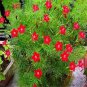 10 Pcs Peony Double Flowering Fernleaf Peony Rubra Plena Garden Plant
