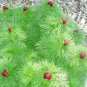 10 Pcs Peony Double Flowering Fernleaf Peony Rubra Plena Garden Plant