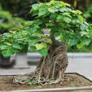 5 Pcs Peepal Ficus Religiosa Bonsai Family Moraceae Perennial 5 Pcs Peepal Ficus Religiosa Bonsai Family Moraceae Perennial