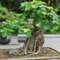 5 Pcs Peepal Ficus Religiosa Bonsai Family Moraceae Perennial