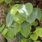 5 Pcs Peepal Ficus Religiosa Bonsai Family Moraceae Perennial
