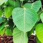 5 Pcs Peepal Ficus Religiosa Bonsai Family Moraceae Perennial