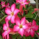 5 Pcs Rare Pink Adenium Obesum Seeds Desert Rose Bonsai Tree Flower Plants
