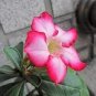 5 Pcs Rare Pink Adenium Obesum Seeds Desert Rose Bonsai Tree Flower Plants