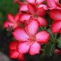 5 Pcs Rare Pink Adenium Obesum Seeds Desert Rose Bonsai Tree Flower Plants