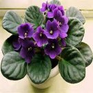 100 Pcs Mini Violet Beautiful Bonsai Flower