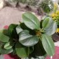 100 Pcs Mini Violet Beautiful Bonsai Flower