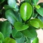 100 Pcs Mini Violet Beautiful Bonsai Flower