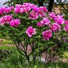 10 Pcs Peony Flower Bonsai Garden and Potted Plants Paeonia Suffruticosa Tree