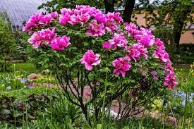 10 Pcs Peony Flower Bonsai Garden and Potted Plants Paeonia Suffruticosa Tree