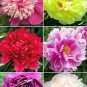 10 Pcs Peony Flower Bonsai Garden and Potted Plants Paeonia Suffruticosa Tree