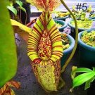 50 Pcs Tropical Pitcher Plant Giant Nepenthes Bonsai Herb Ca ivorous Plants