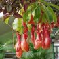 50 Pcs Tropical Pitcher Plant Giant Nepenthes Bonsai Herb Ca ivorous Plants