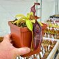 50 Pcs Tropical Pitcher Plant Giant Nepenthes Bonsai Herb Ca ivorous Plants