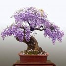 10 Pcs Mini Bonsai Wisteria Tree Indoor Ornamental Plants 10 Pcs Mini Bonsai Wisteria Tree Indoor Ornamental Plants