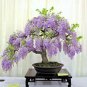 10 Pcs Mini Bonsai Wisteria Tree Indoor Ornamental Plants