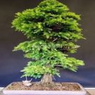 10 Pcs Mini Japanese Cedar Seed Tree Easy to Plant Seed 10 Pcs Mini Japanese Cedar Seed Tree Easy to Plant Seed
