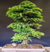 10 Pcs Mini Japanese Cedar Seed Tree Easy to Plant Seed