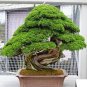 10 Pcs Mini Japanese Cedar Seed Tree Easy to Plant Seed