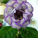 100 Pcs Gloxinia Plant, Seed sinningia Gloxinia Bonsai, Charming Gloxinia Flower
